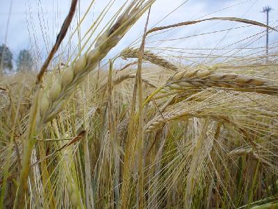 Photo Big Rye 2 Landscape