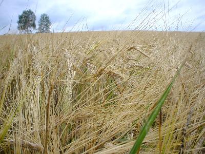 Photo Big Rye Landscape