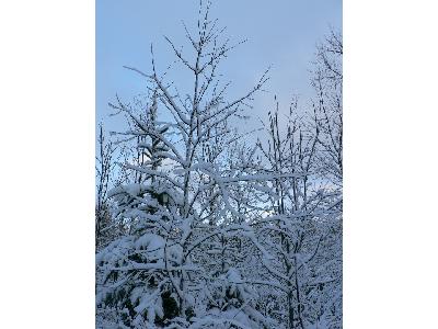 Photo Big Snowy Trees Landscape