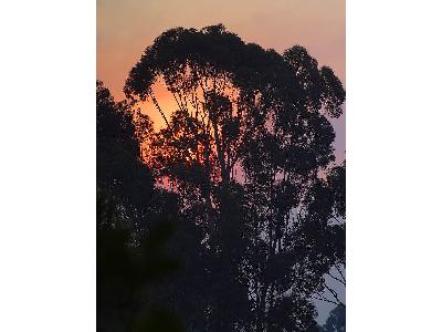 Photo Big Sunrise Tree Landscape