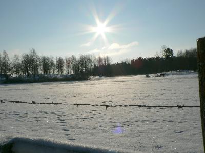 Photo Big Sunshine On Cattle Field Landscape