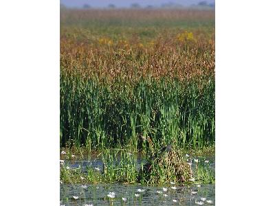 Photo Big Swamp 2 Landscape