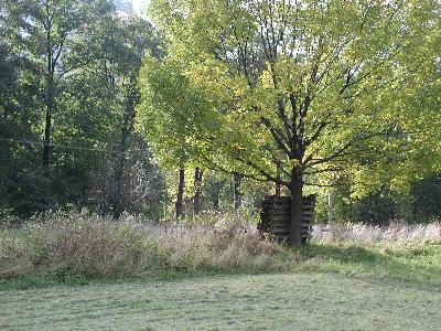 Photo Big Tree 3 Landscape