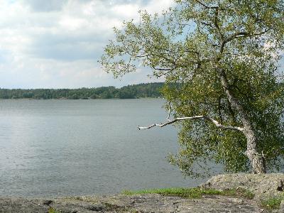 Photo Big Tree On Lake Rock Shore Landscape