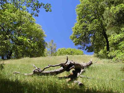 Photo Big Trees Landscape