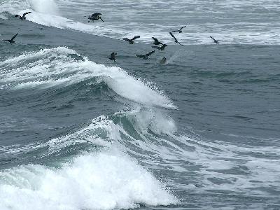 Photo Big Ocean Birds Ocean