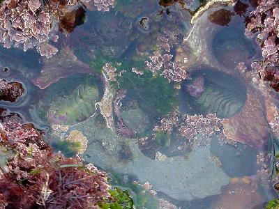 Photo Big Tide Pools 4 Ocean