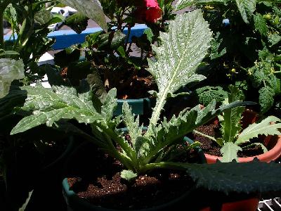 Photo Big Artichoke Plant