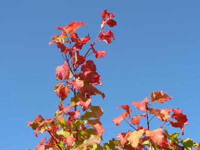 Photo Big Autumn Leaves Plant