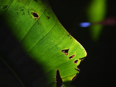 Photo Big Banana Leaf 2 Plant