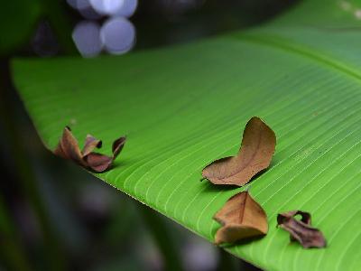 Photo Big Banana Leaf Plant
