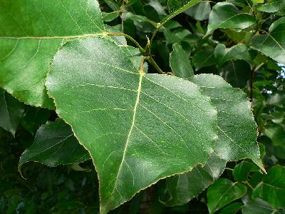 Photo Big Big Green Leaves Plant