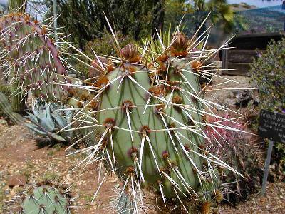 Photo Big Cactus 2 Plant