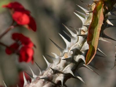 Photo Big Cactus Thorns 2 Plant