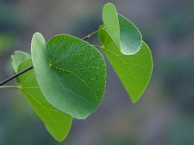 Photo Big Canyon Leaves Plant