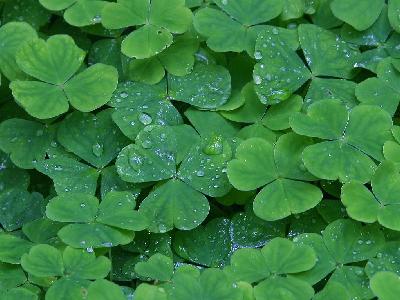 Photo Big Clover Plant