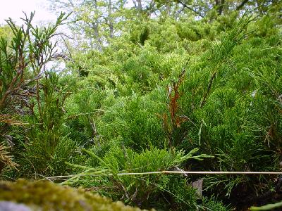 Photo Big Green Bush Plant