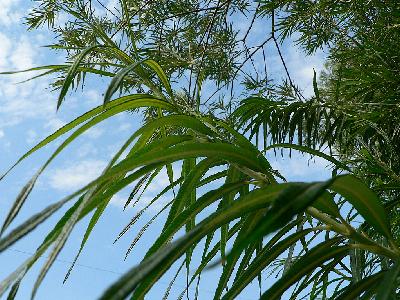 Photo Big Green Plants And Blue Sky Plant