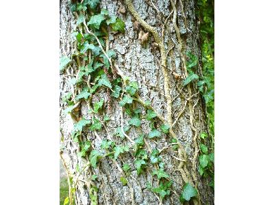 Photo Big Ivy Climbing Tree Plant