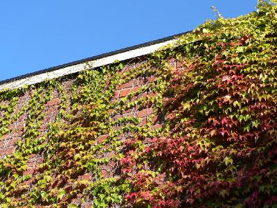 Photo Big Ivy On Wall Plant