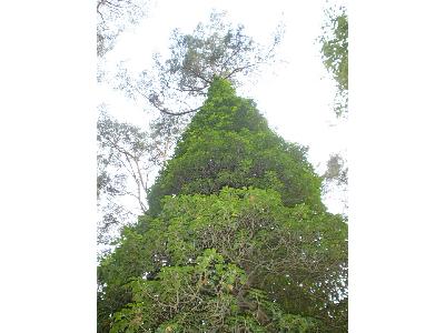 Photo Big Ivy Plant
