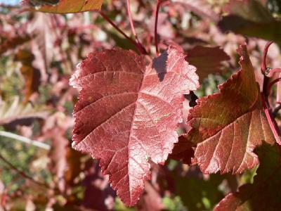 Photo Big Red Autumn Leaves Plant