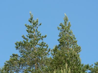 Photo Big Tree Tops Plant