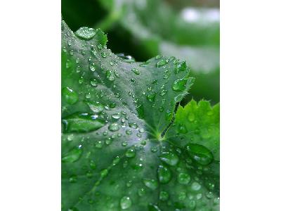 Photo Big Water Droplets Plant