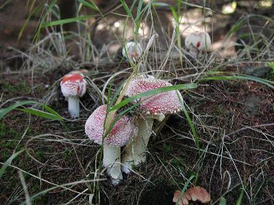 Photo Big Amanita Muscaria 5 Other