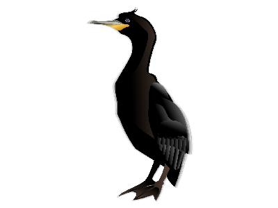 Cormorant Md Big Animal