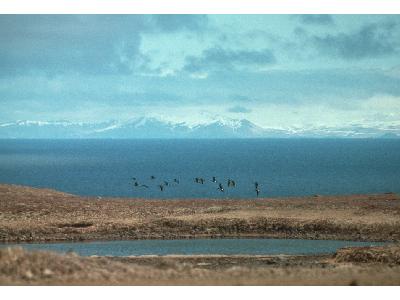 Aleutian Cackling Geese Flock Flying Over Wetland 00060 Photo Big Wildlife