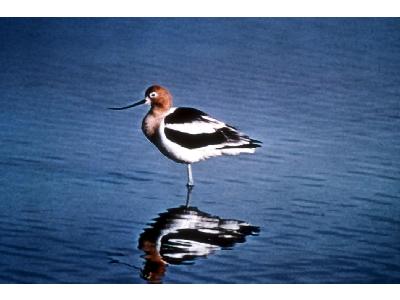 American Avocet 00068 Photo Big Wildlife