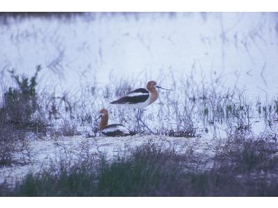 American Avocet Pair 00071 Photo Big Wildlife