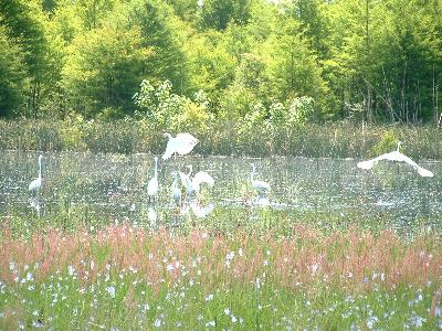 Great Egrets 00075 Photo Big Wildlife