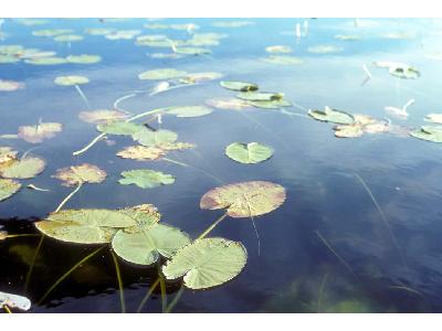 Water Lilies 00083 Photo Big Wildlife