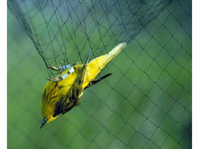 Captured Yellow Warbler In Mist Nest 00116 Photo Big Wildlife