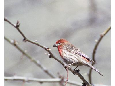 House Finch 00135 Photo Big Wildlife