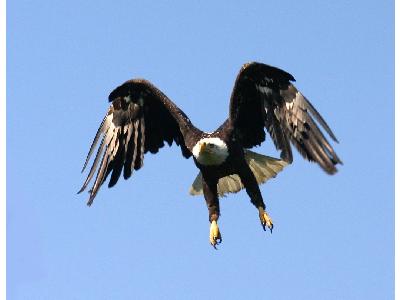 Bald Eagle 00161 Photo Big Wildlife