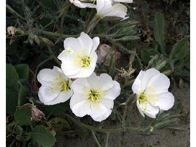 Antioch Dunes Evening Primrose 00297 Photo Big Wildlife