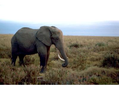 African Elephant 00544 Photo Big Wildlife