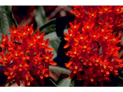 Butterfly Weed 00870 Photo Big Wildlife