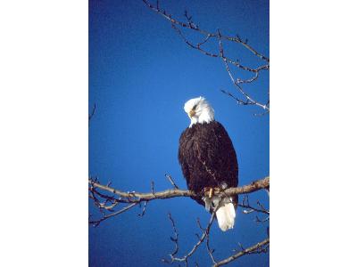 Bald Eagle 01017 Photo Big Wildlife