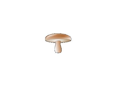 Champignon 01 Plants