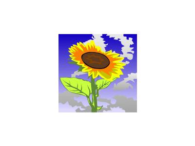 Sun Flower Ganson Plants