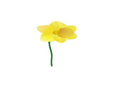 Daffodil Susan Park 01 Plants