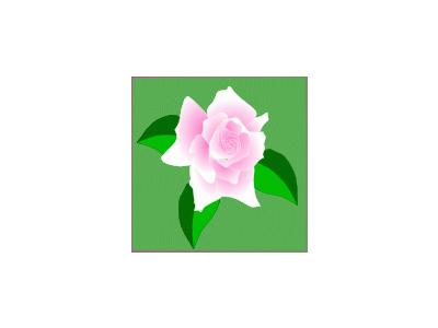 Pink Rose Tess Brady 01 Plants