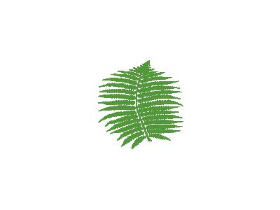 Fern Mo 01 Plants