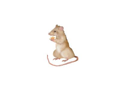 Logo Animals Rodents 002 Animated