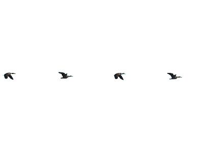 Logo Animals Ducks 014 Animated