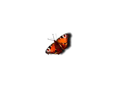 Logo Animals Butterflies 008 Animated